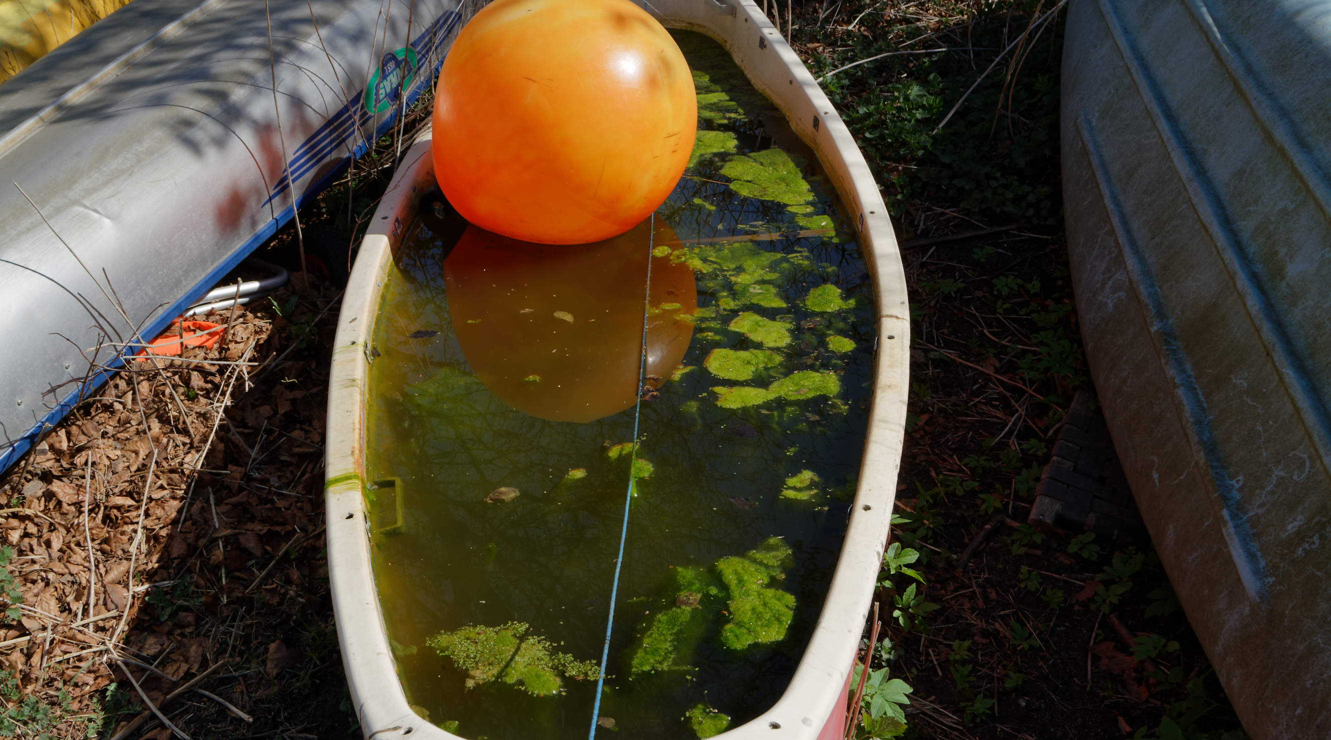 20210420 Lyngby Sø 13